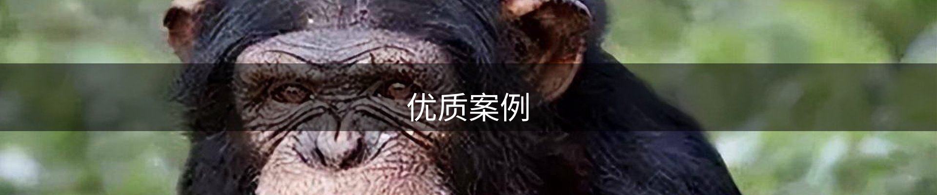 优质案例